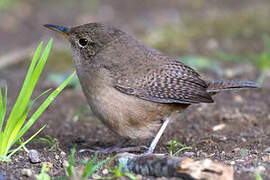 Southern House Wren