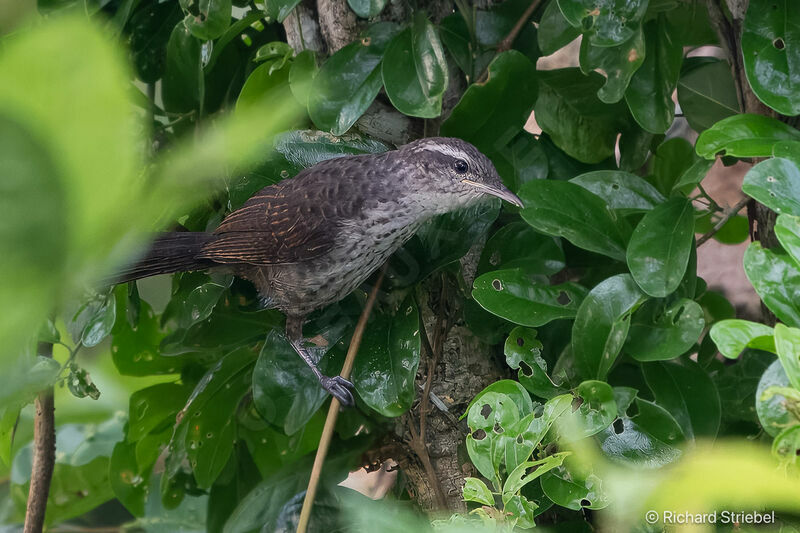 Thrush-like Wren