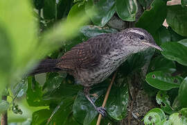 Thrush-like Wren