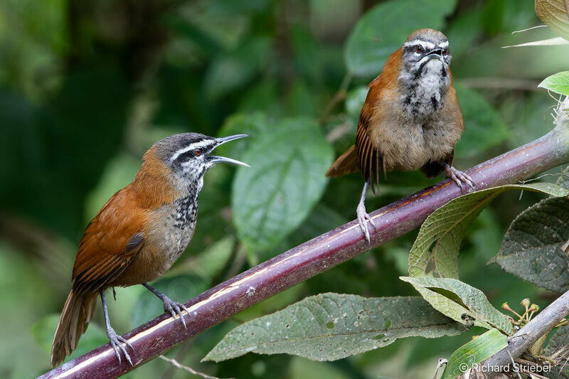 Plain-tailed Wren