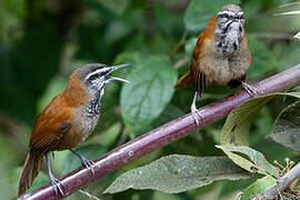 Plain-tailed Wren