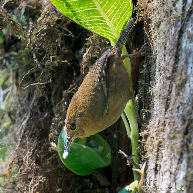 Ochraceous Wren