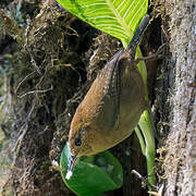 Ochraceous Wren