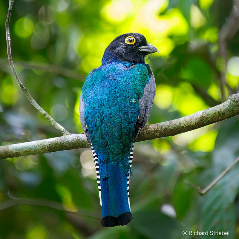 Trogon à lunettes jaunes