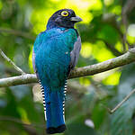 Trogon à lunettes jaunes