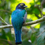 Trogon à lunettes jaunes