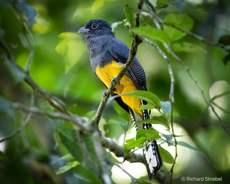 Trogon à queue blanche femelle adulte