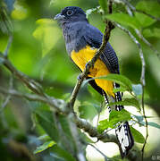 Green-backed Trogon