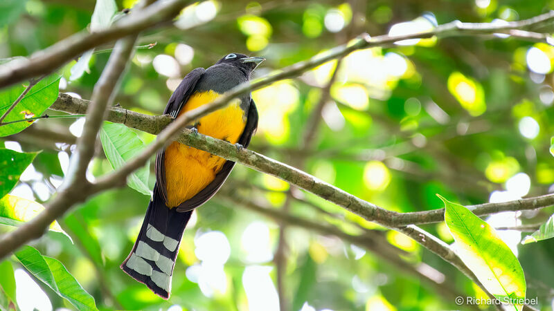 Trogon à tête noire