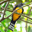 Trogon à tête noire