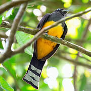 Black-headed Trogon