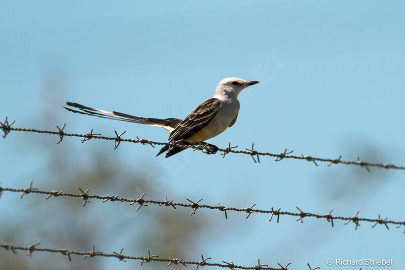 Scissor-tailed Flycatcher