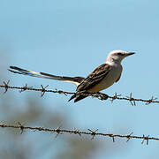 Scissor-tailed Flycatcher