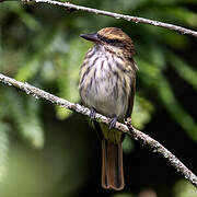 Streaked Flycatcher