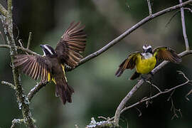 Rusty-margined Flycatcher