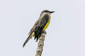 Tropical Kingbird