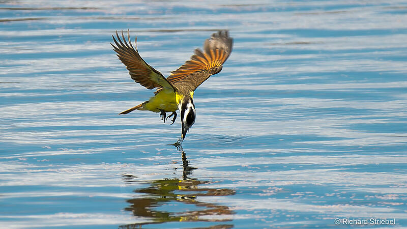 Great Kiskadee, Flight, fishing/hunting, eats, drinks