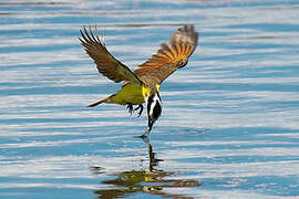 Great Kiskadee