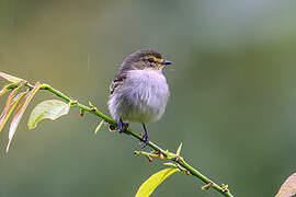 Golden-faced Tyrannulet