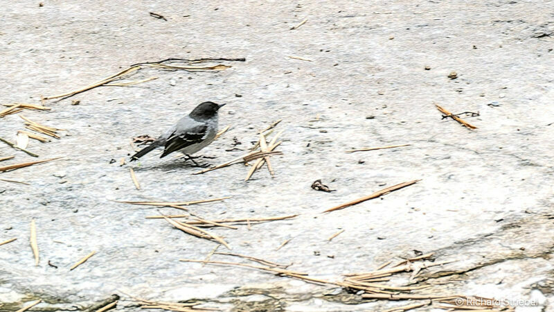 Torrent Tyrannulet