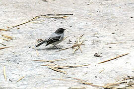 Torrent Tyrannulet