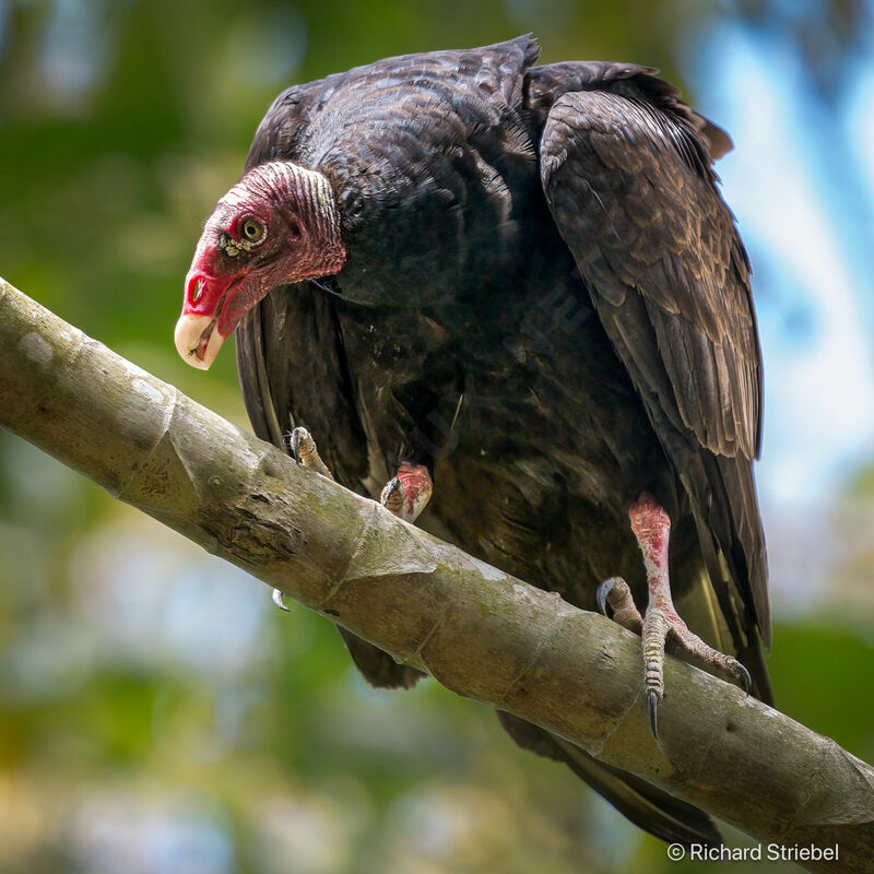 Turkey Vulture