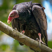 Turkey Vulture