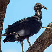 Black Vulture