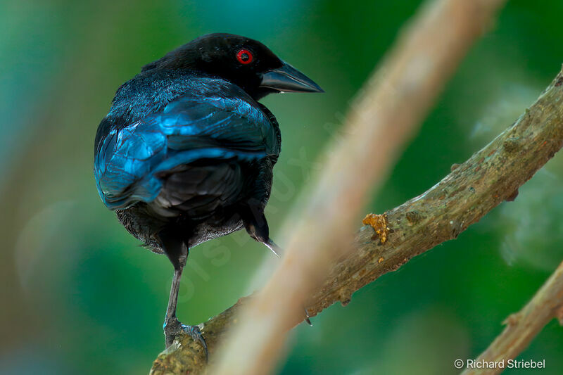 Bronzed Cowbird