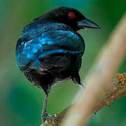 Bronzed Cowbird