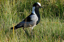 Blacksmith Lapwing