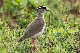 Crowned Lapwing