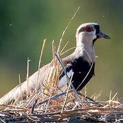 Southern Lapwing