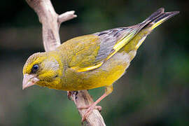 European Greenfinch