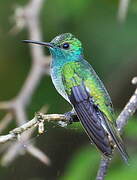 Mangrove Hummingbird