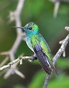 Mangrove Hummingbird