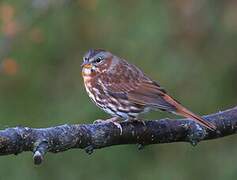 Red Fox Sparrow