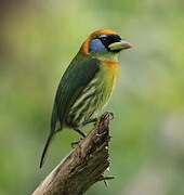 Red-headed Barbet