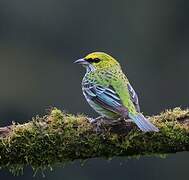 Speckled Tanager