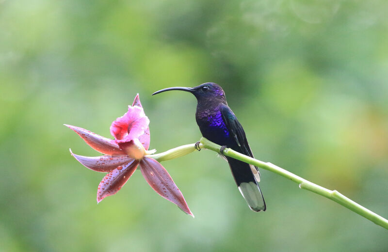 Campyloptère violet