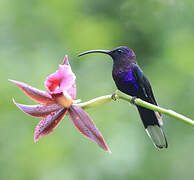 Violet Sabrewing