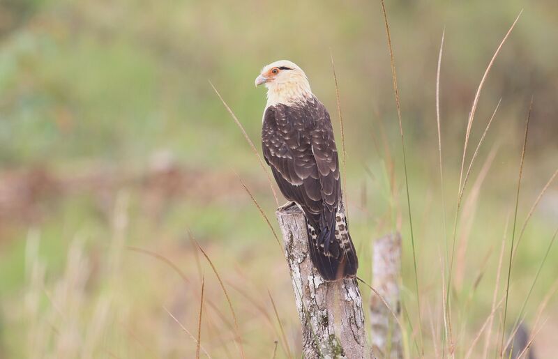 Yellow-headed Caracara