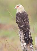 Yellow-headed Caracara