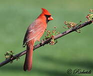 Cardinal rouge