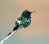 Green Thorntail