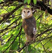 American Barn Owl