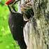 Pileated Woodpecker - Pictures, page 1