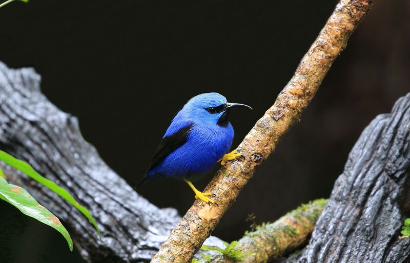 Shining Honeycreeper