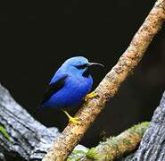 Shining Honeycreeper