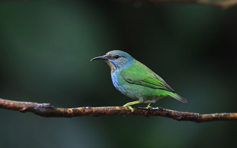 Shining Honeycreeper